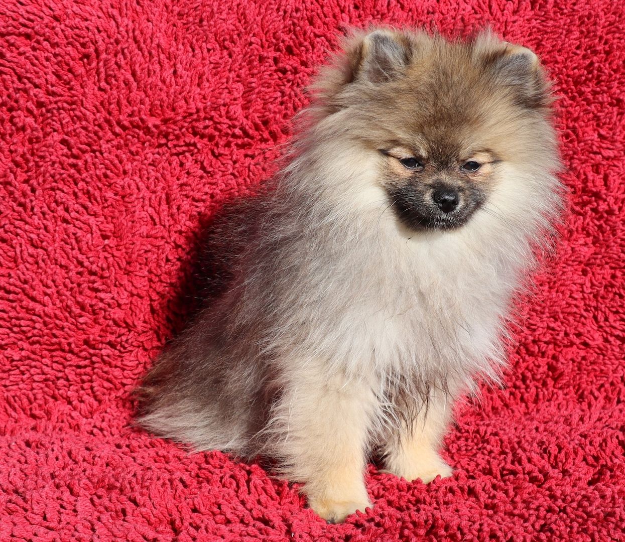 Zwergspitz, Pomeranien Junghündin 5,5 Mon. sucht eine neue Familie