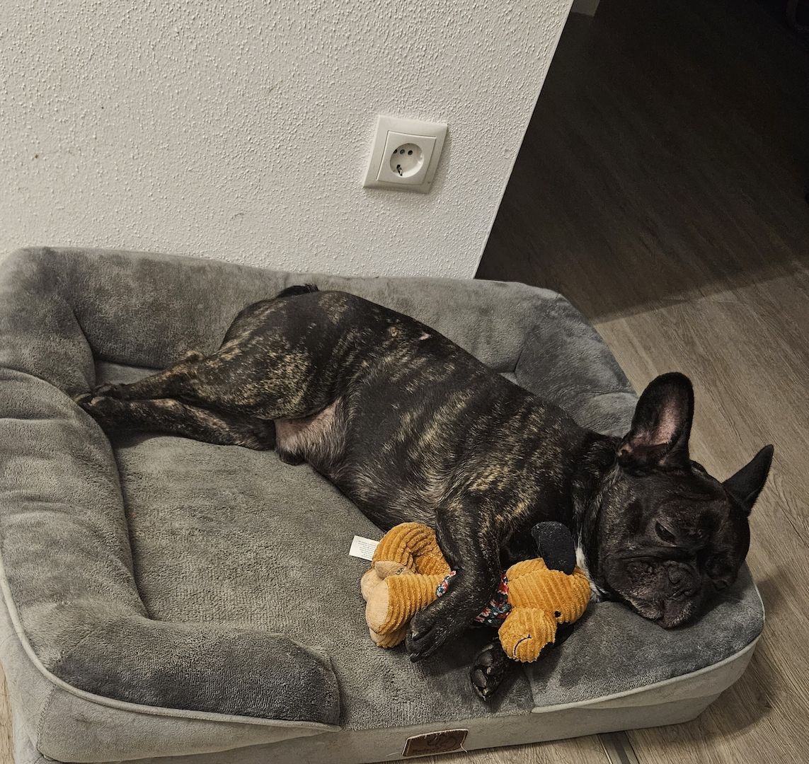 Französische Bulldogge in liebe Hände abzugeben