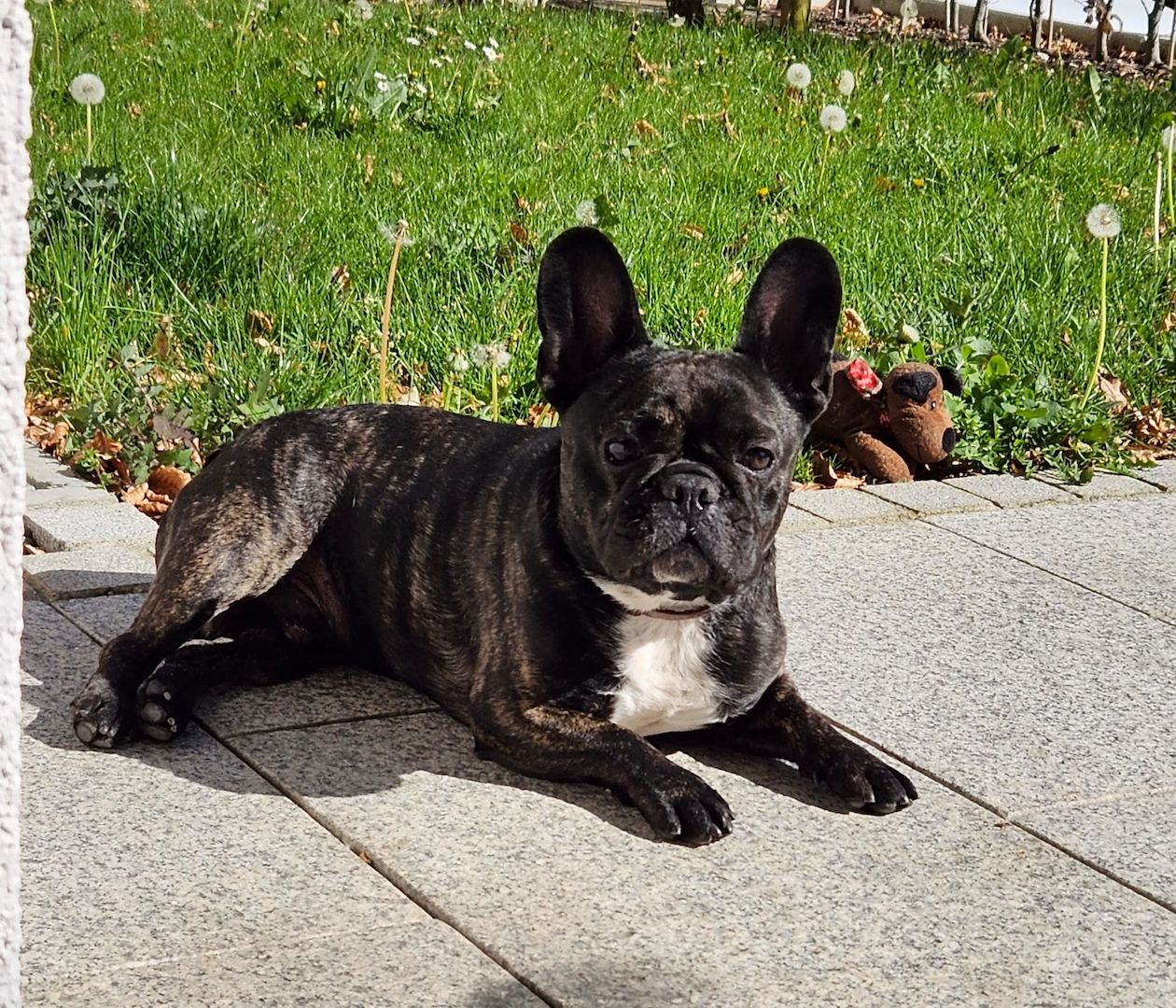 Französische Bulldogge in liebe Hände abzugeben