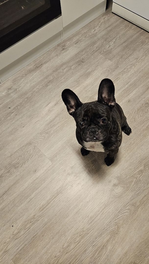 Französische Bulldogge in liebe Hände abzugeben