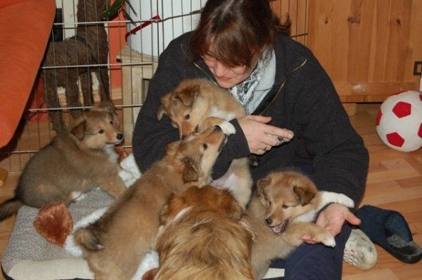 Wir haben Sheltie Welpen mit Stammbaum