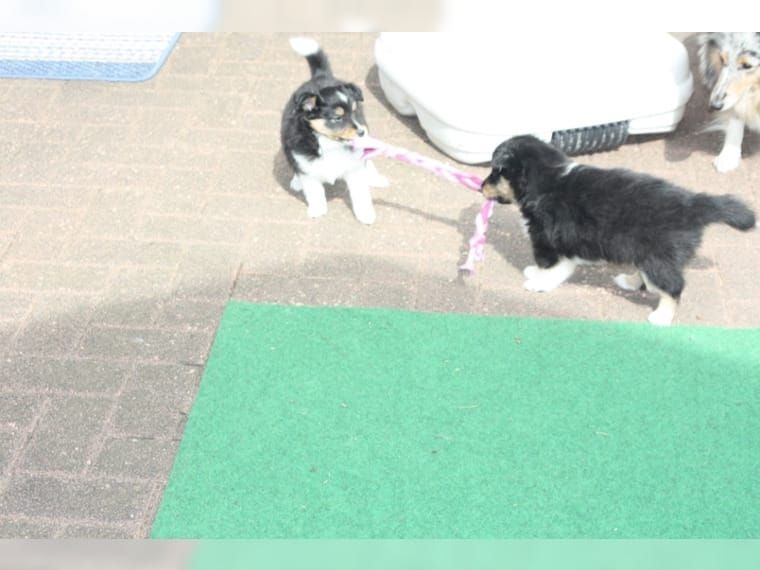 Wir haben Sheltie Welpen mit Stammbaum