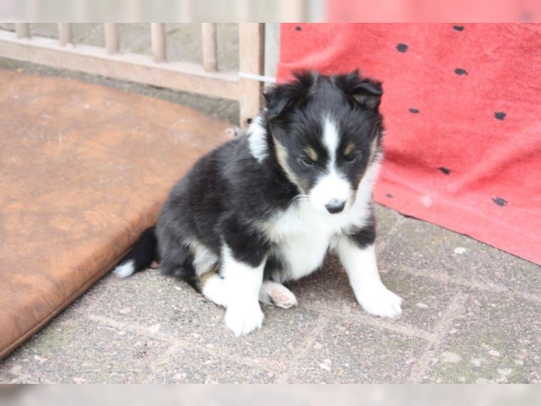 Wir haben Sheltie Welpen mit Stammbaum