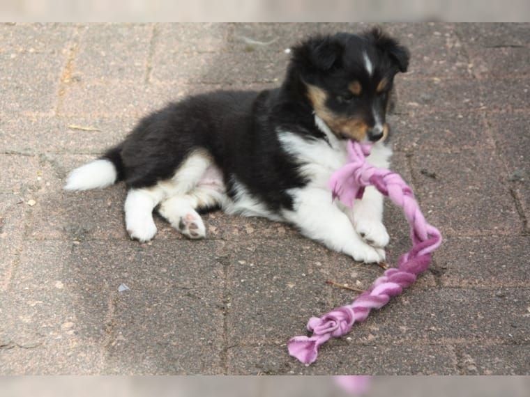 Wir haben Sheltie Welpen mit Stammbaum