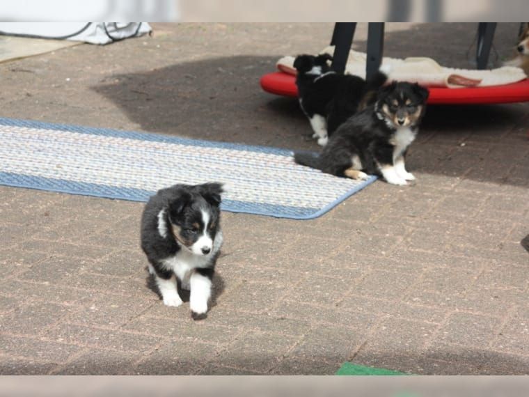 Wir haben Sheltie Welpen mit Stammbaum