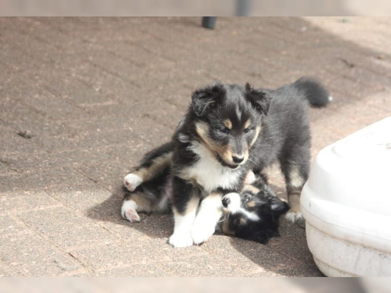 Wir haben Sheltie Welpen mit Stammbaum