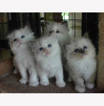 Gut erzogene Ragdoll Kätzchen suchen neues Zuhause