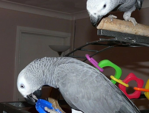 Süße Papageien zur Adoption