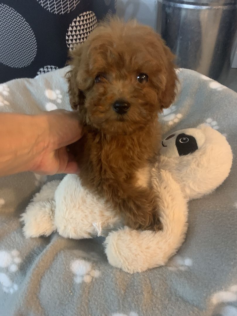 Maltipoo Welpen