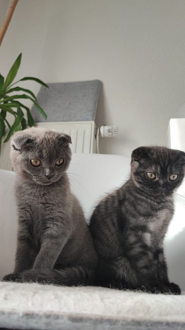 BKH Mix Jungkätzchen