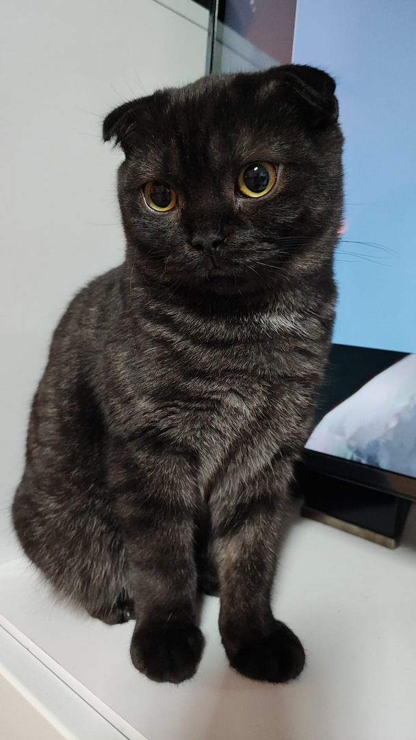 BKH Mix Jungkätzchen