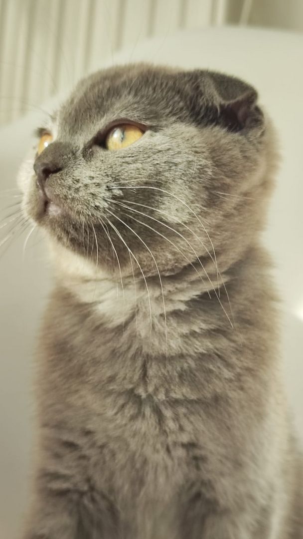 BKH Mix Jungkätzchen