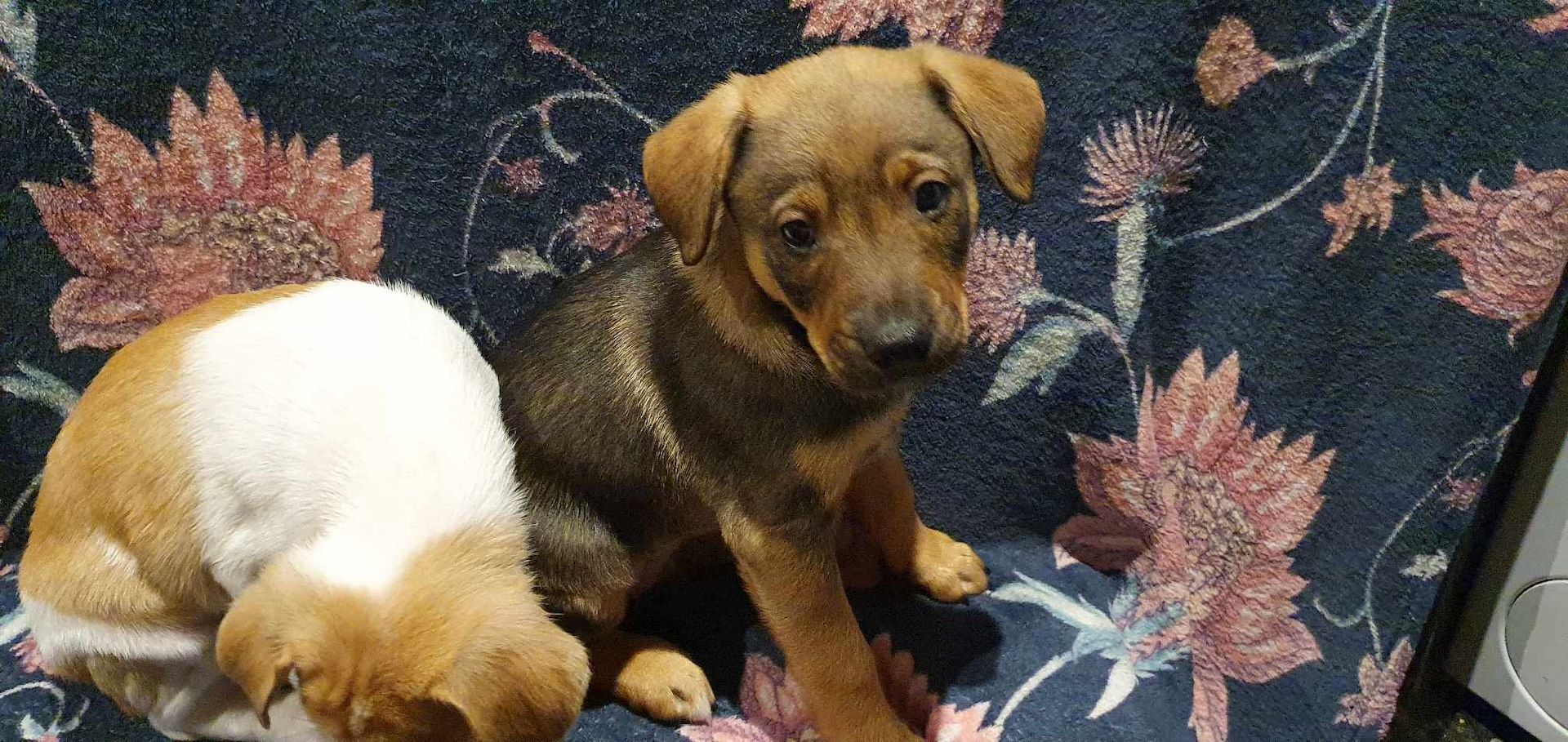 Labrador - Deutscher Schäferhund