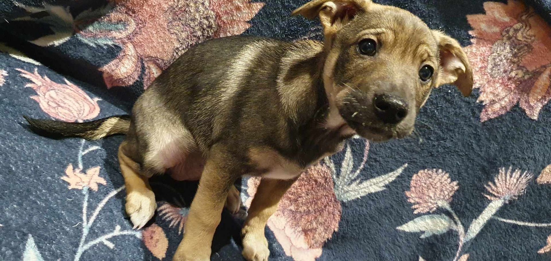 Labrador - Deutscher Schäferhund