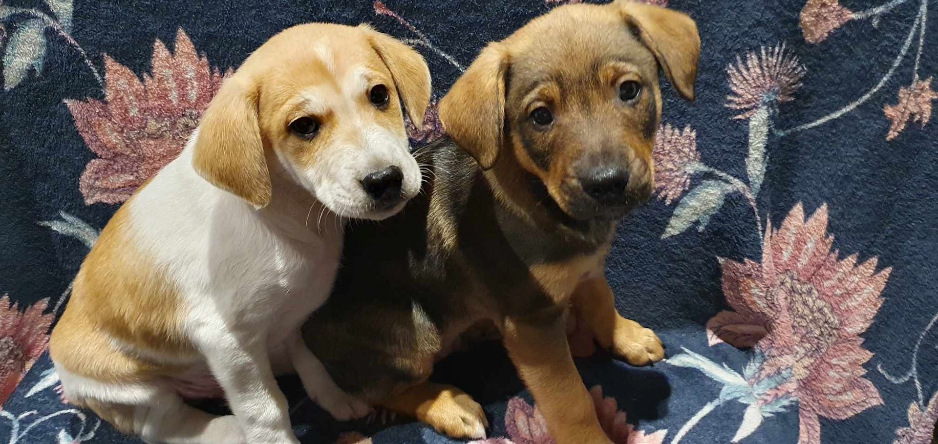 Labrador - Deutscher Schäferhund