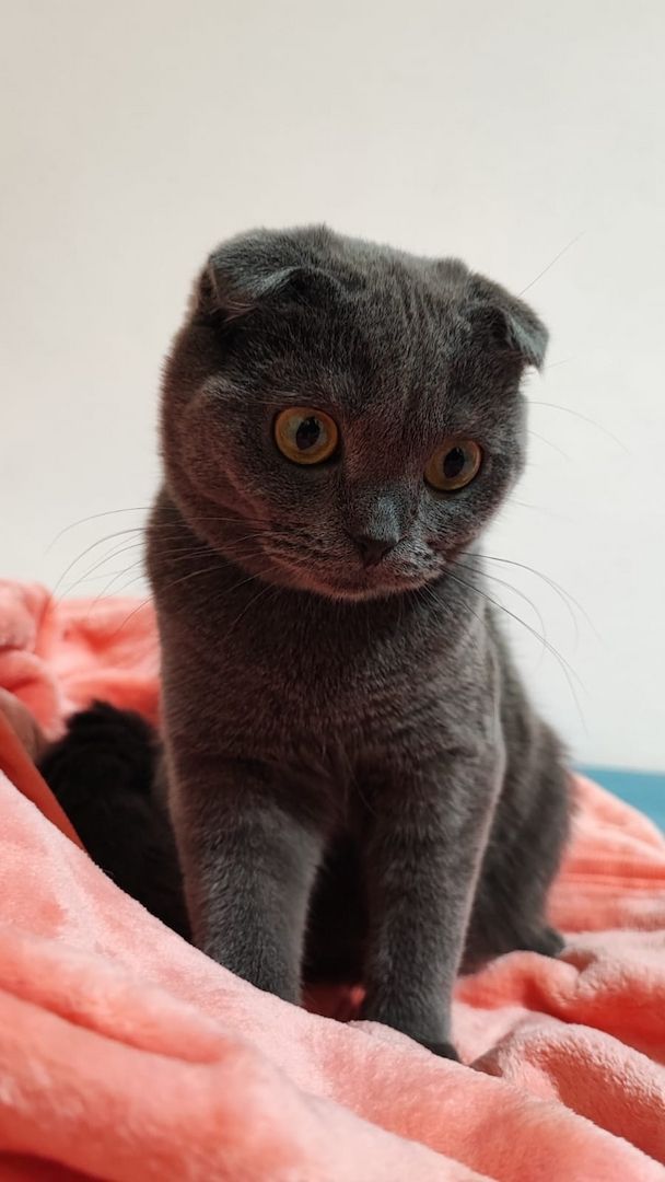 BKH Mix Jungkätzchen