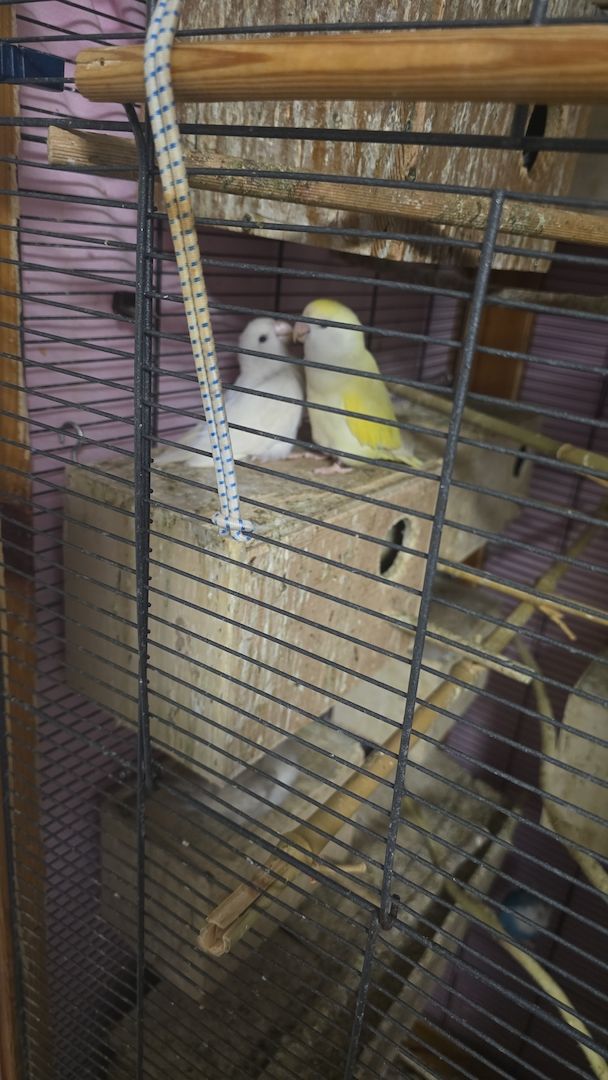 Wunderschöne Rosenköpfchen pärchen