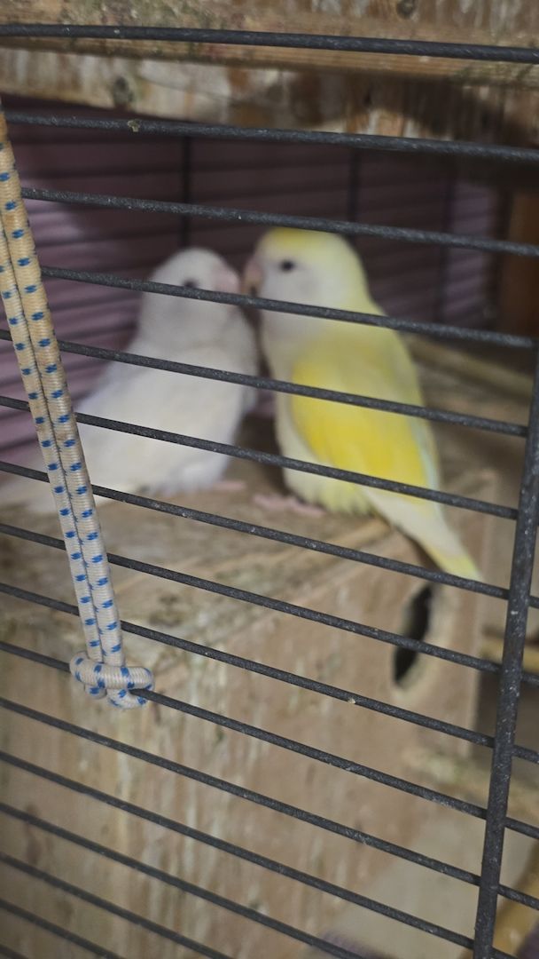 Wunderschöne Rosenköpfchen pärchen