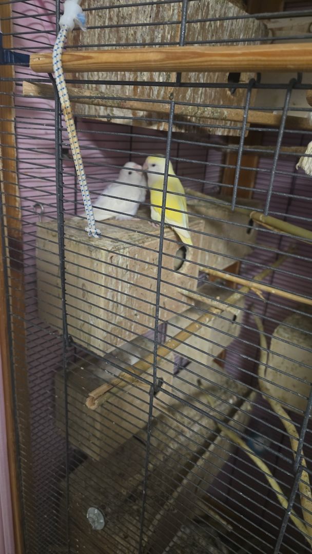 Wunderschöne Rosenköpfchen pärchen