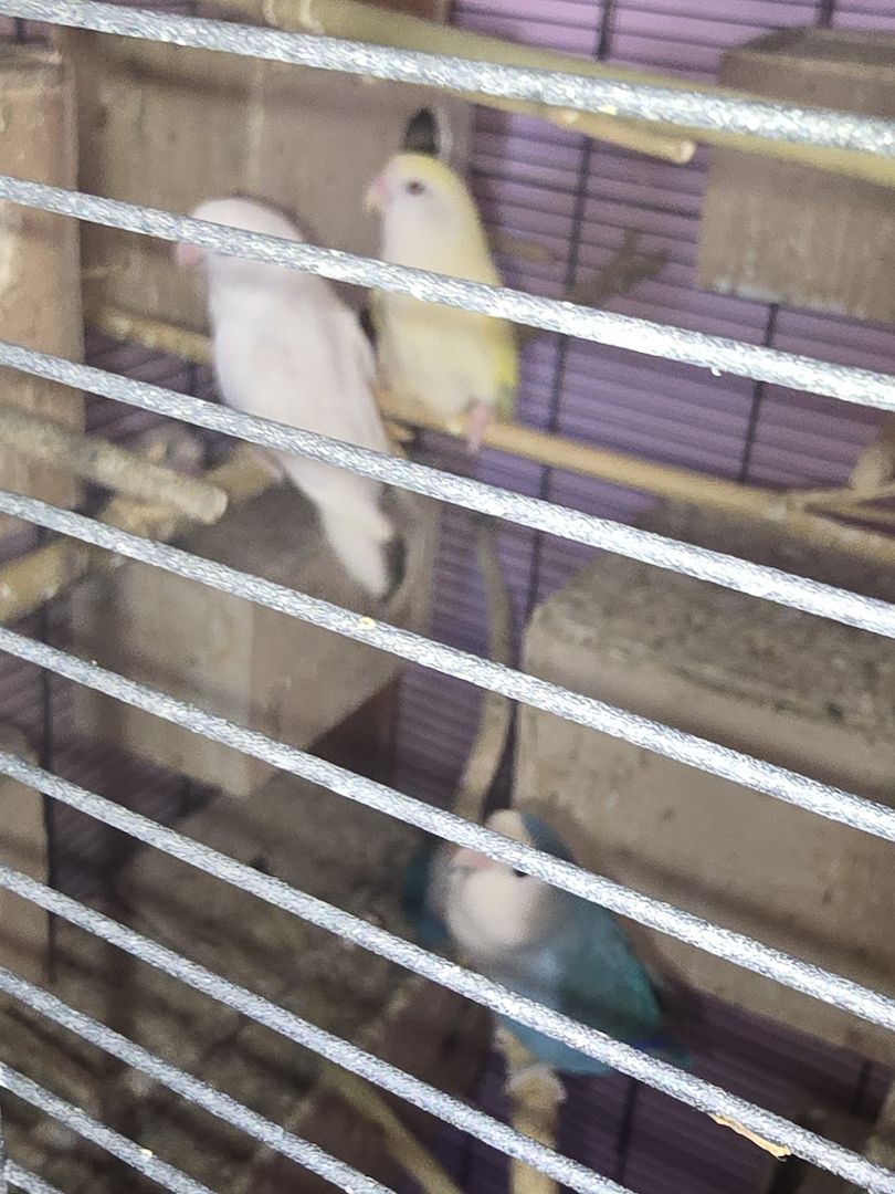 Wunderschöne Rosenköpfchen pärchen