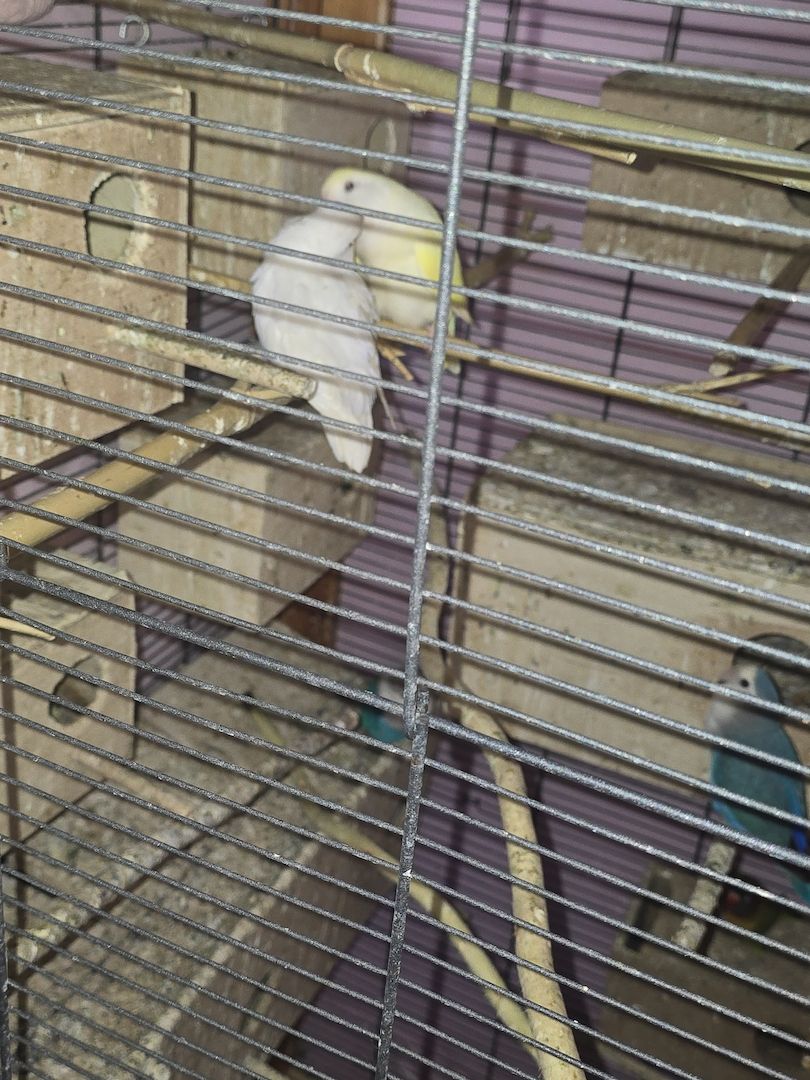 Wunderschöne Rosenköpfchen pärchen