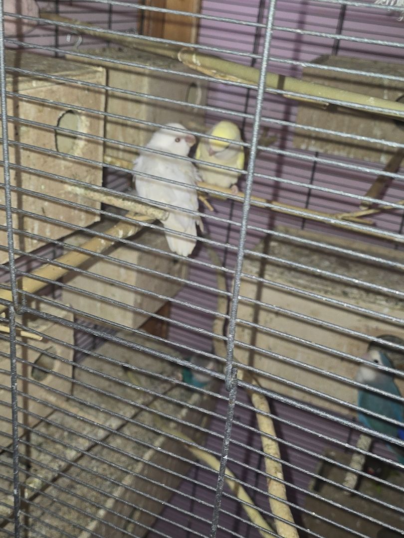 Wunderschöne Rosenköpfchen pärchen