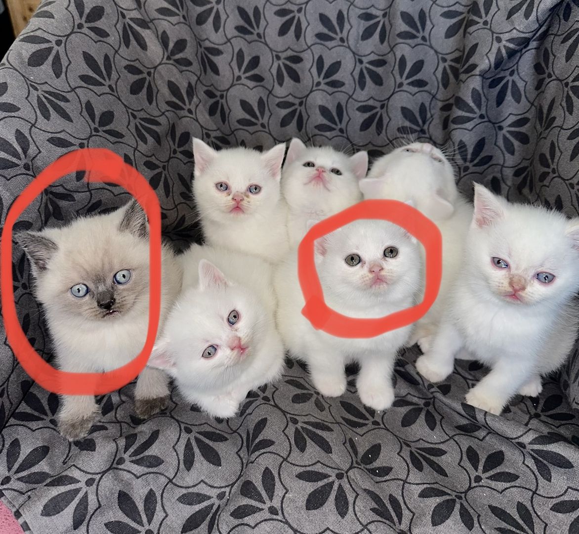 BKH- Kitten Reinrassig