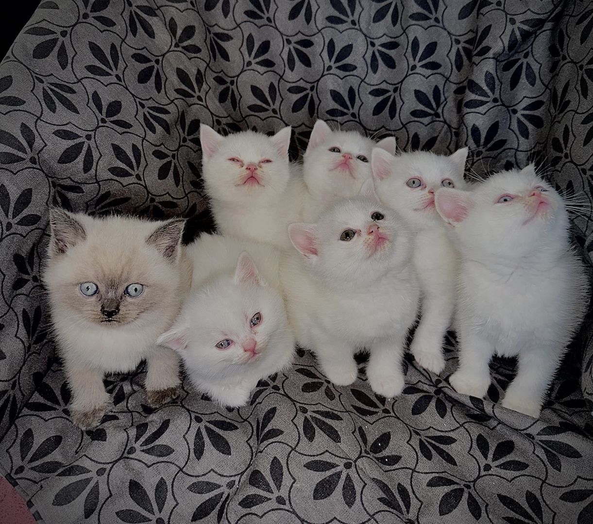 BKH- Kitten Reinrassig