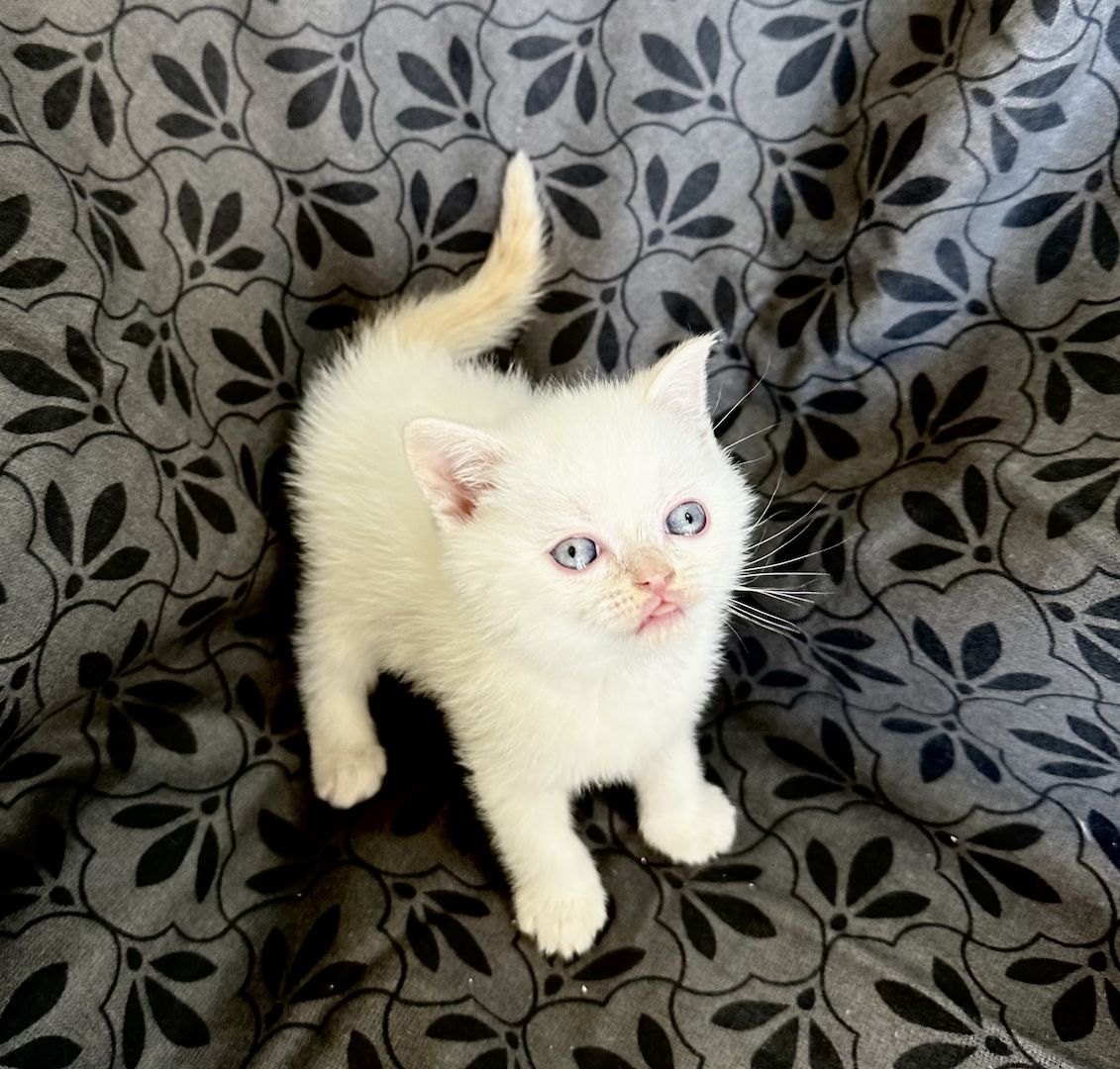 BKH- Kitten Reinrassig