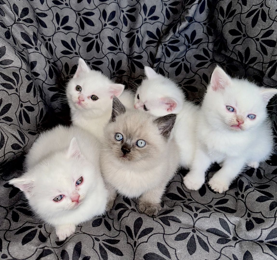 BKH- Kitten Reinrassig