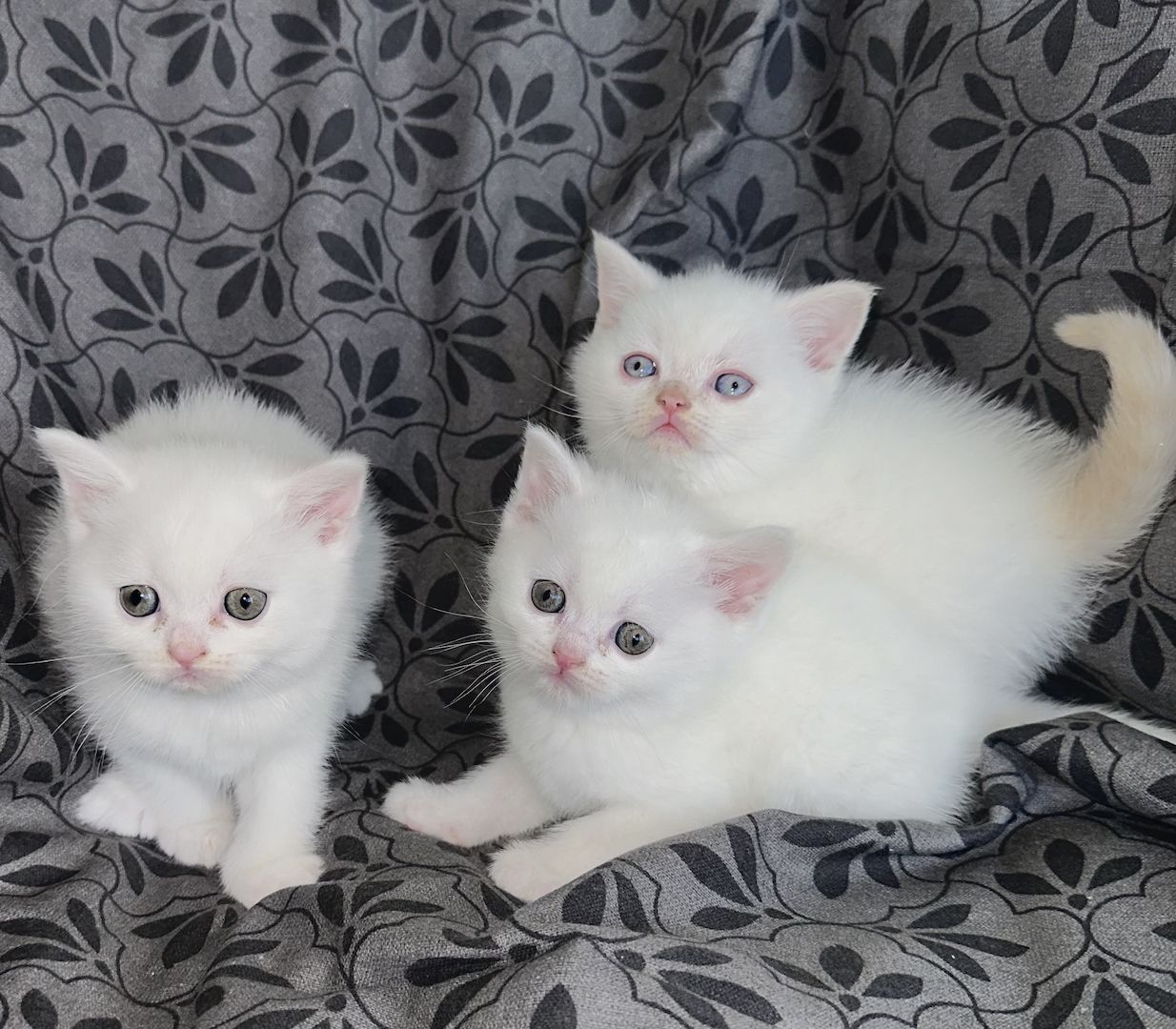 BKH- Kitten Reinrassig