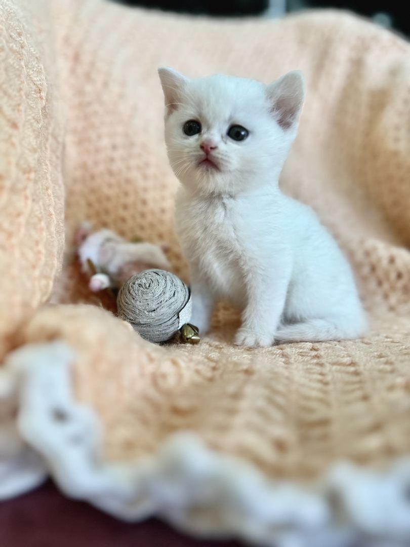 BKH- Kitten Reinrassig