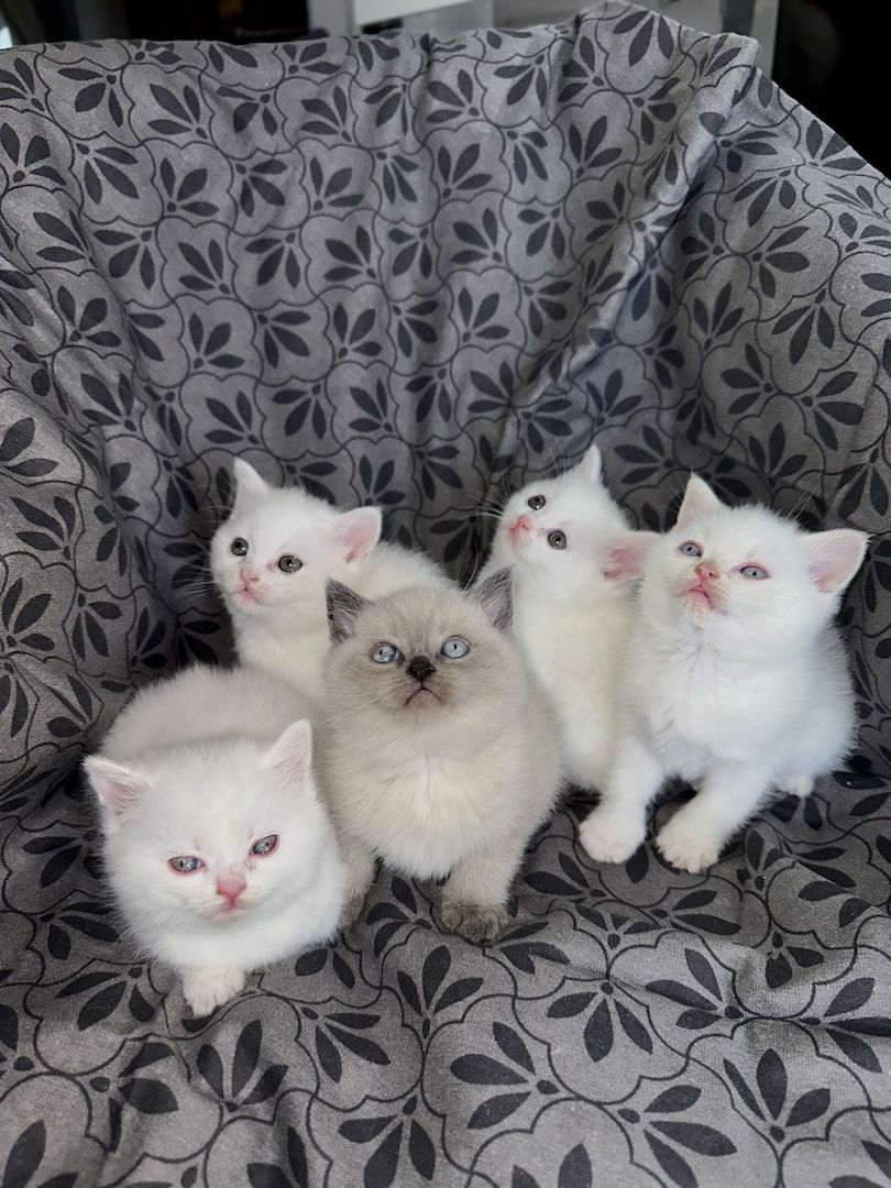 BKH- Kitten Reinrassig