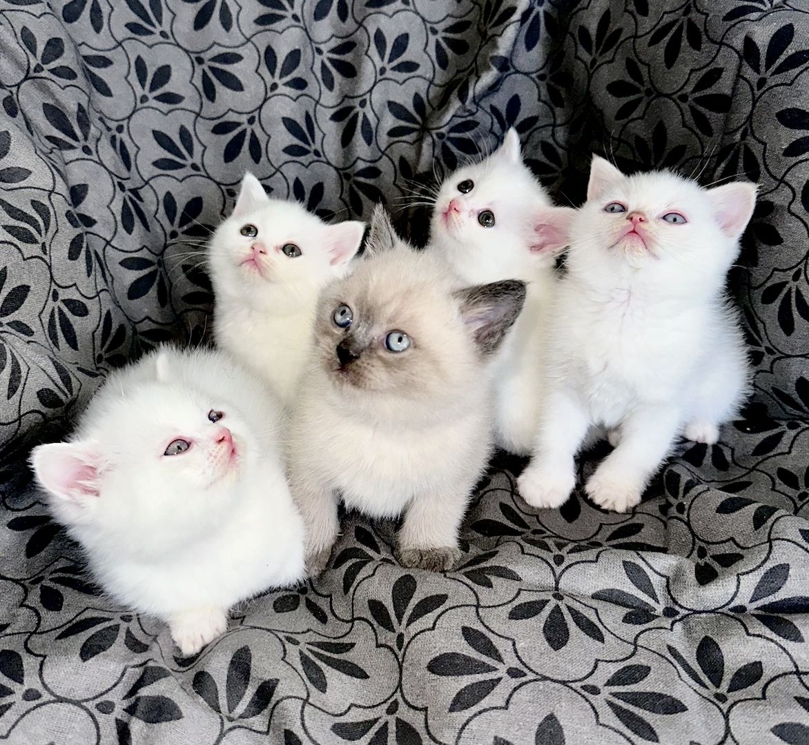 BKH- Kitten Reinrassig