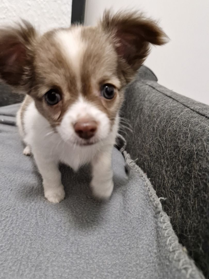 3 zuckersüße Chihuahua Welpen