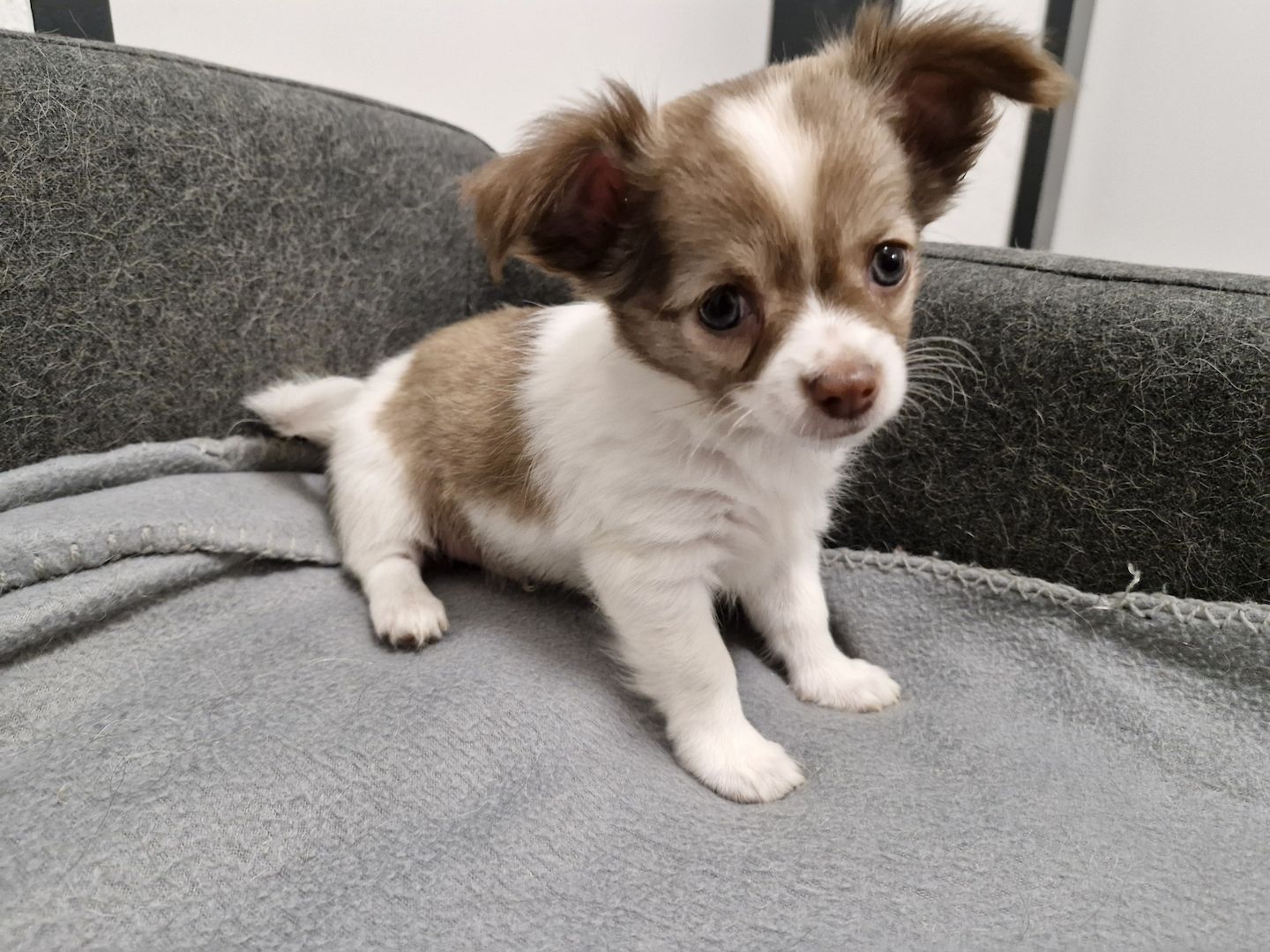 3 zuckersüße Chihuahua Welpen