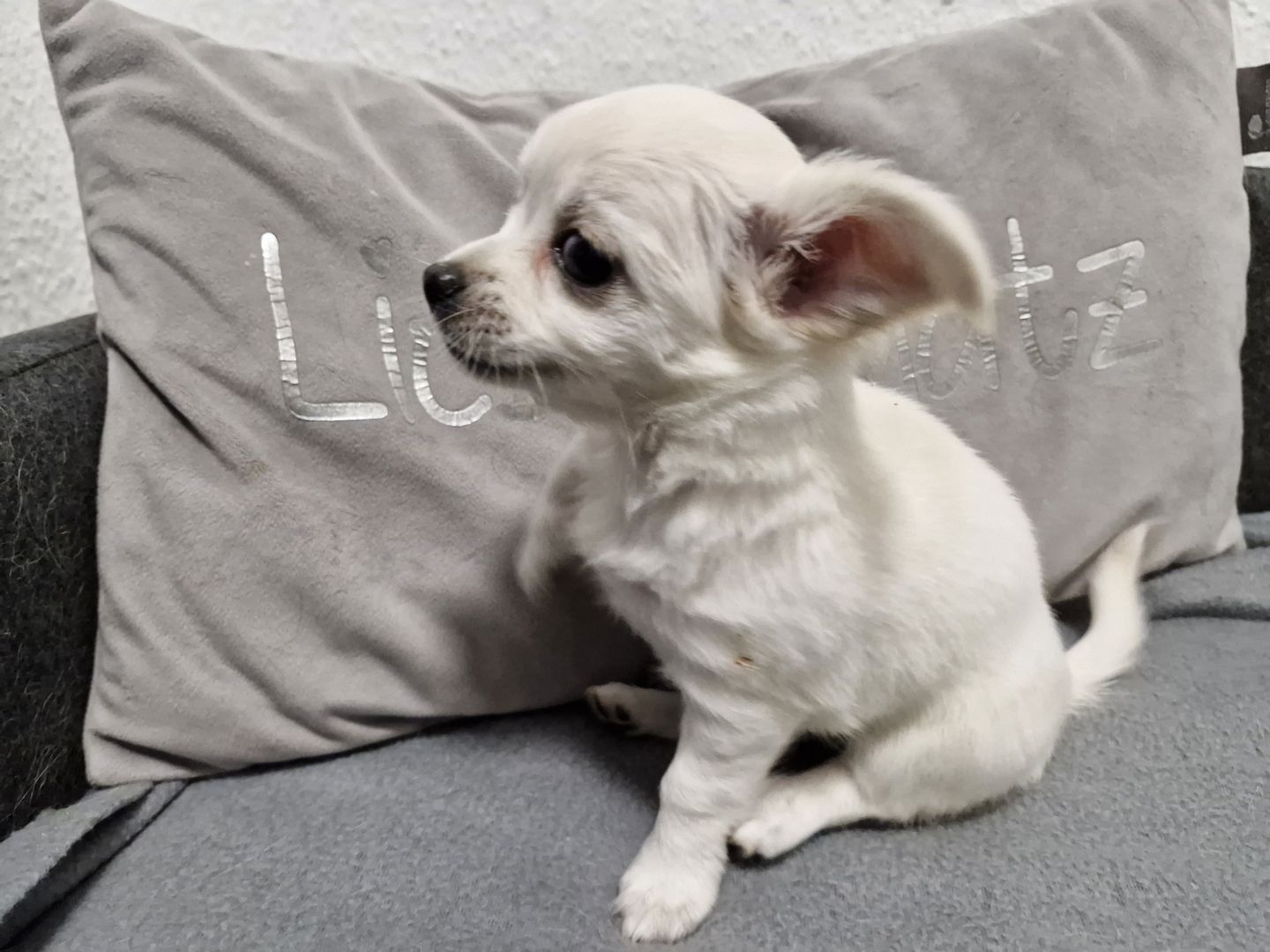 3 zuckersüße Chihuahua Welpen