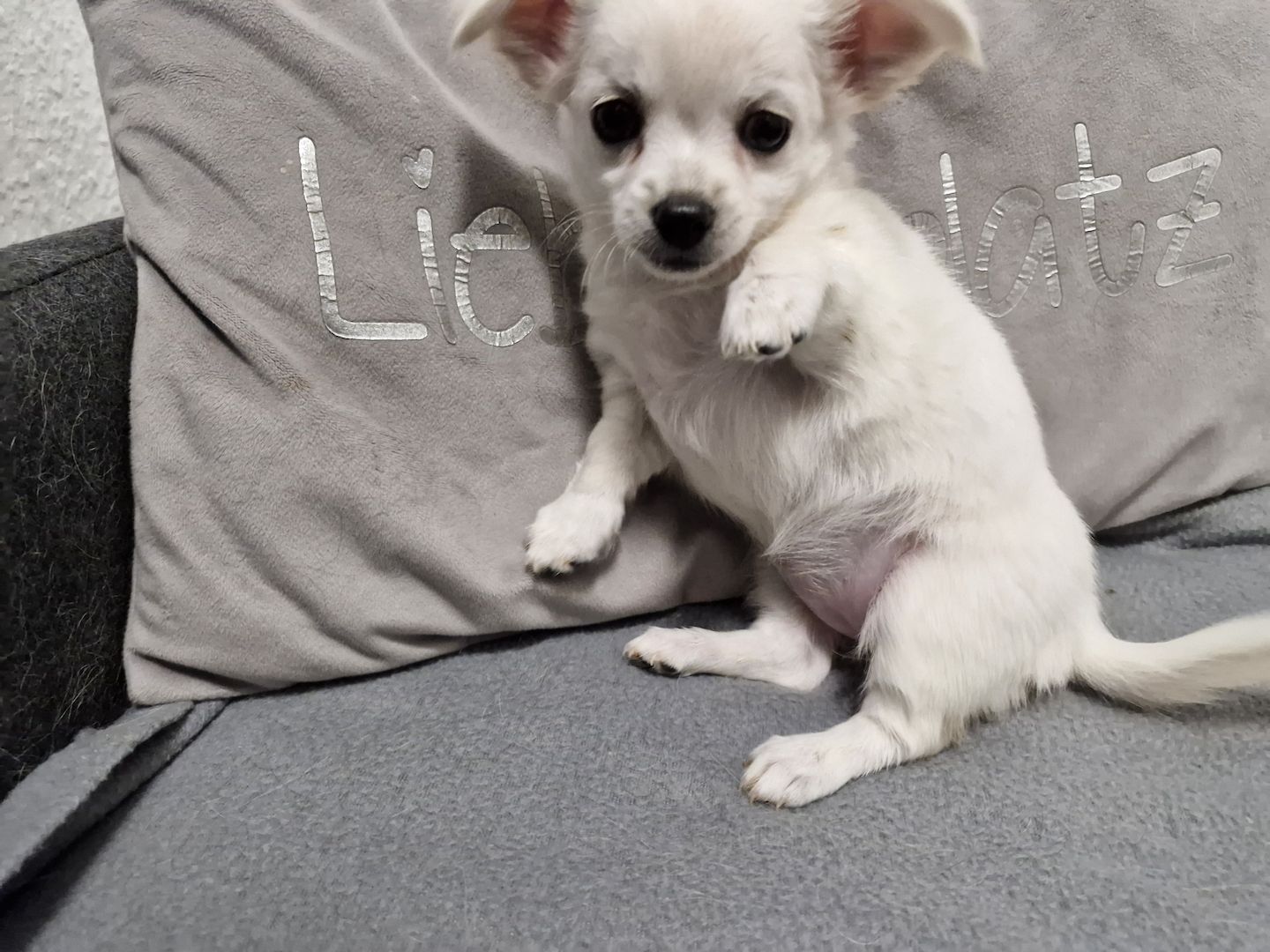 3 zuckersüße Chihuahua Welpen