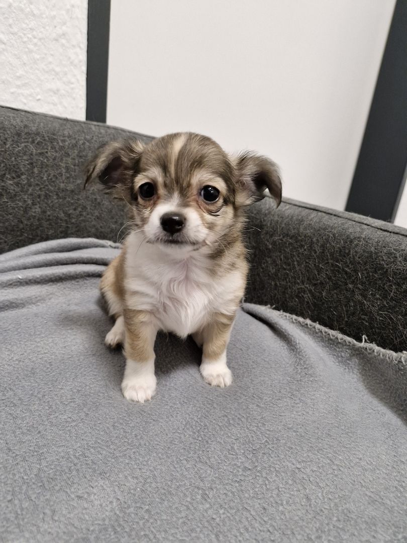 3 zuckersüße Chihuahua Welpen