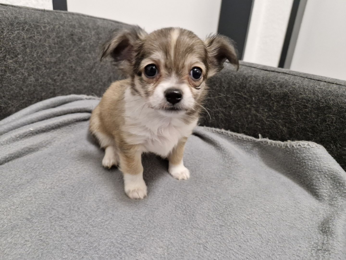 3 zuckersüße Chihuahua Welpen