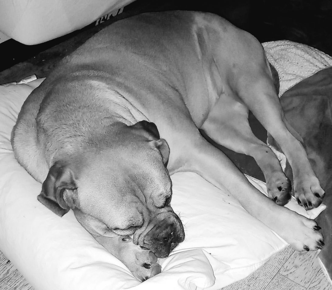 Boxermischlingshündin