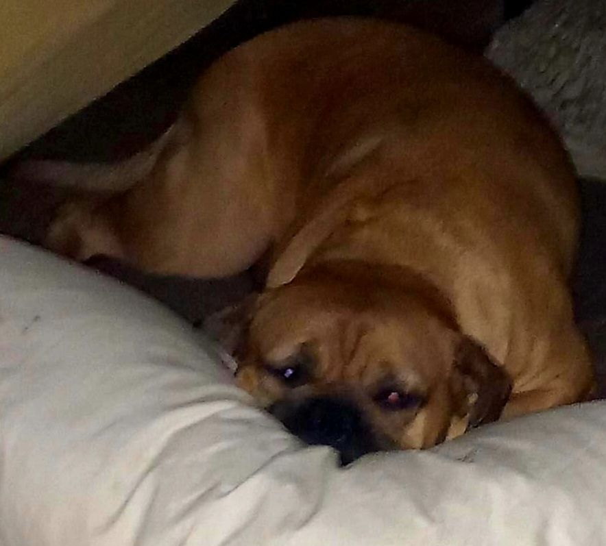 Boxermischlingshündin