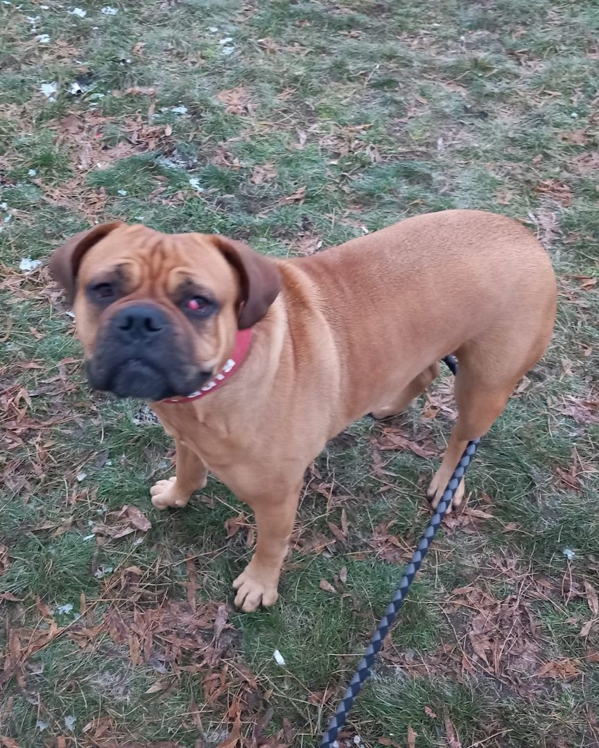 Boxermischlingshündin