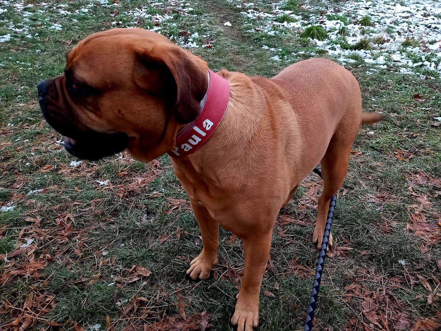 Boxermischlingshündin