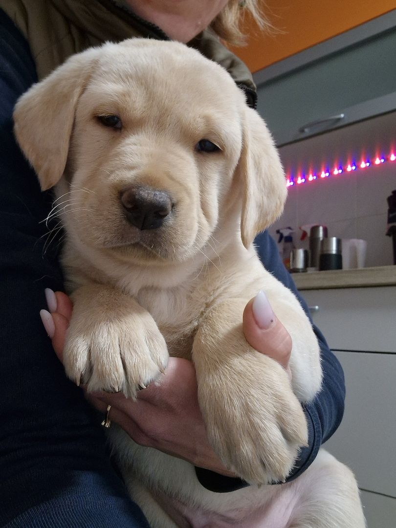 Labrador Retriever Labrador Retriever