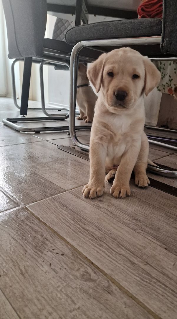 Labrador Retriever Labrador Retriever