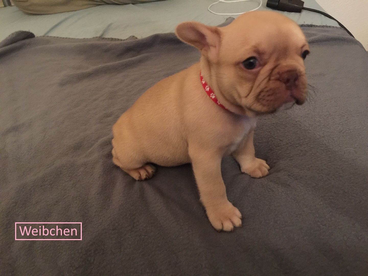 Französische Bulldoggen welpen