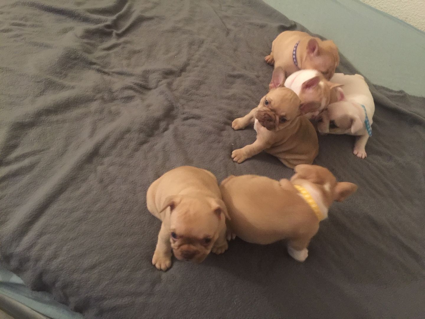 Französische Bulldoggen welpen