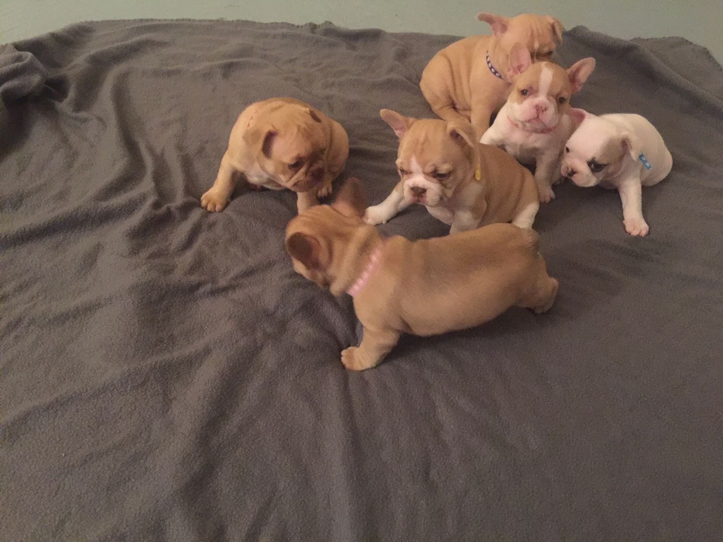 Französische Bulldoggen welpen