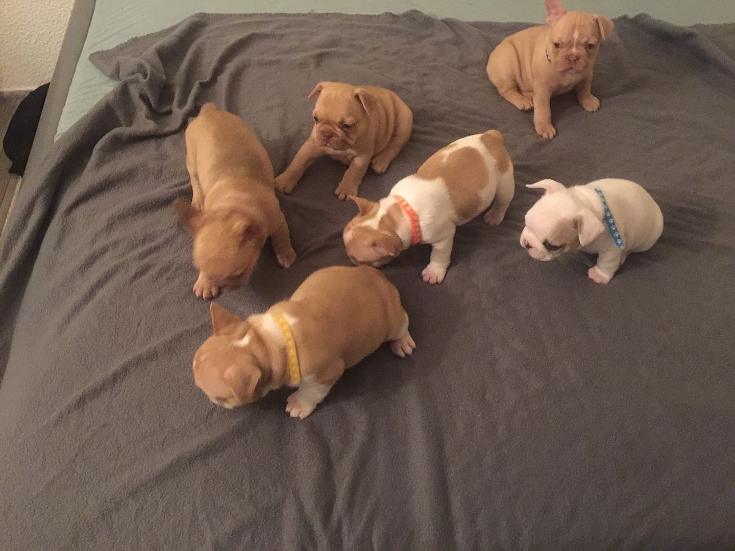 Französische Bulldoggen welpen